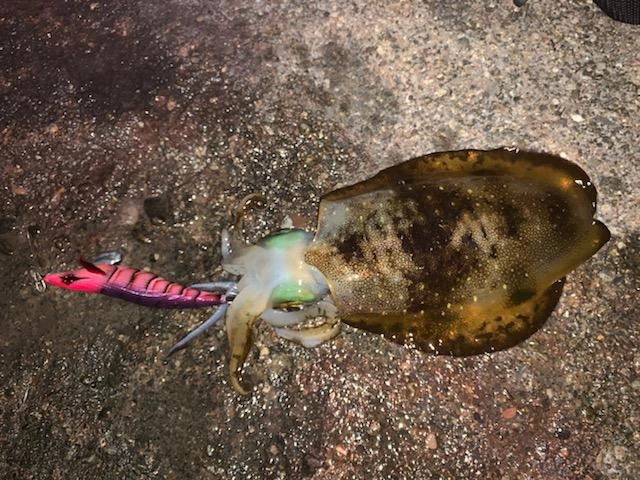 ヒットエギは餌木邪４号のシャクレイジーカラー新色「紫紅海老」。夜に強い赤テープベースです♪