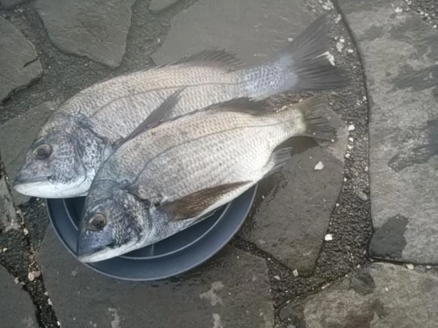 すごいのもらいました