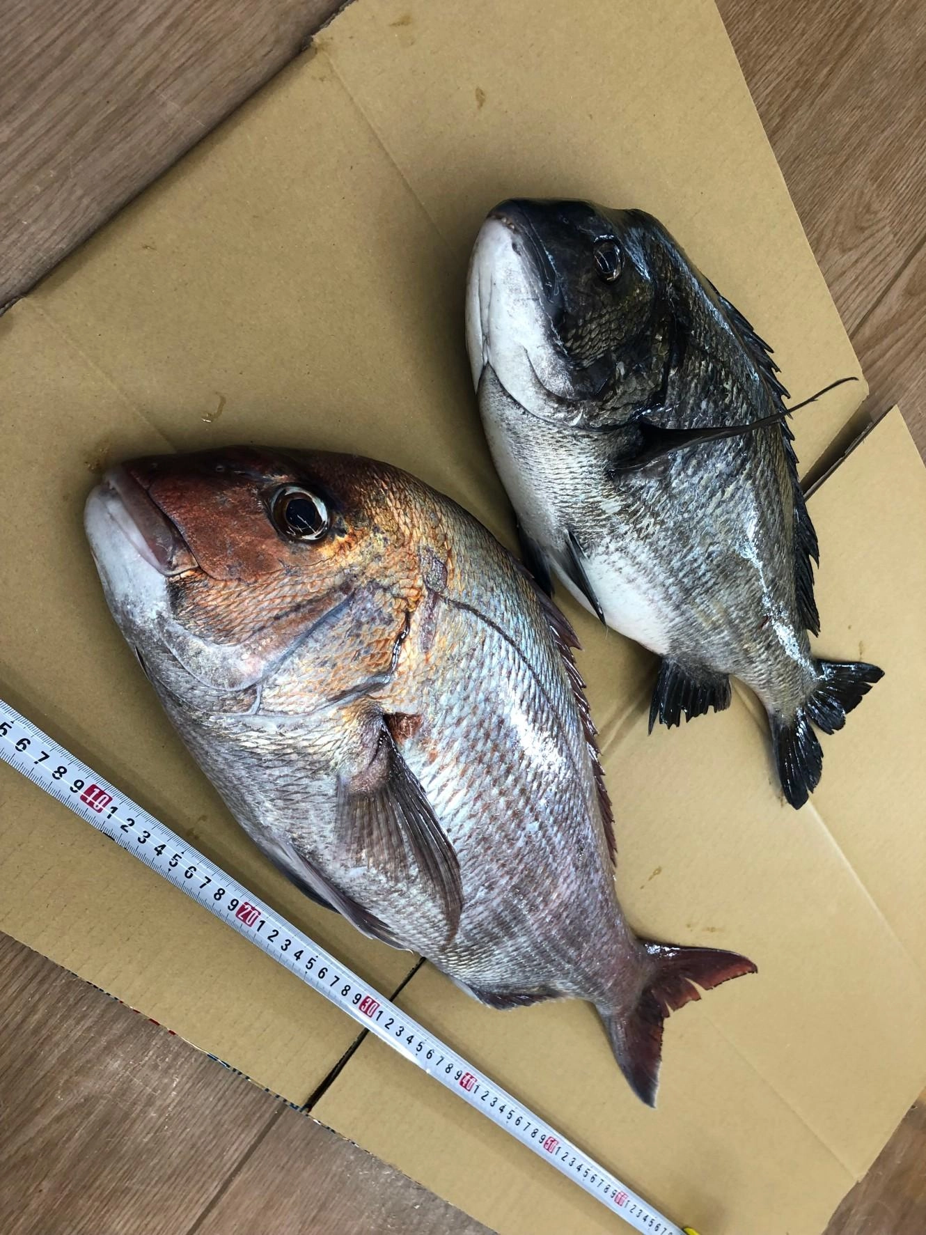 乗っ込みマダイ&amp;良型クロダイを釣るなら今がチャンスです！！