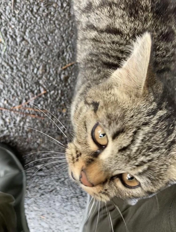 駐車場につくとかわいい猫ちゃんがおでむかえ♪
