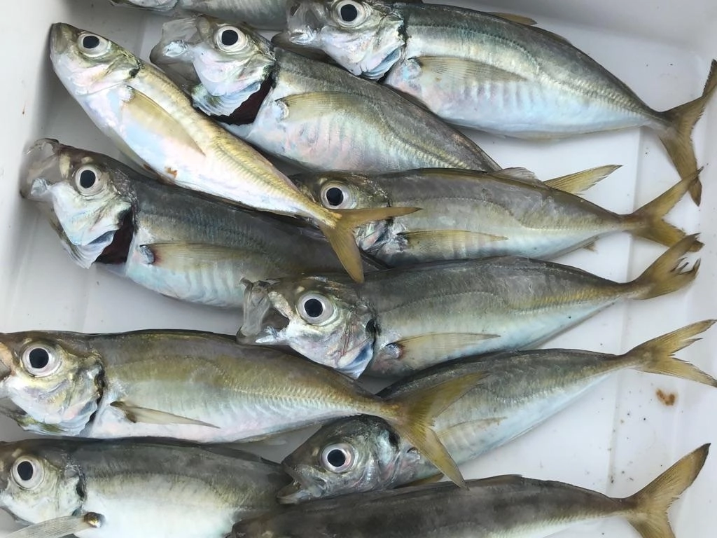良型のアジが釣れました！