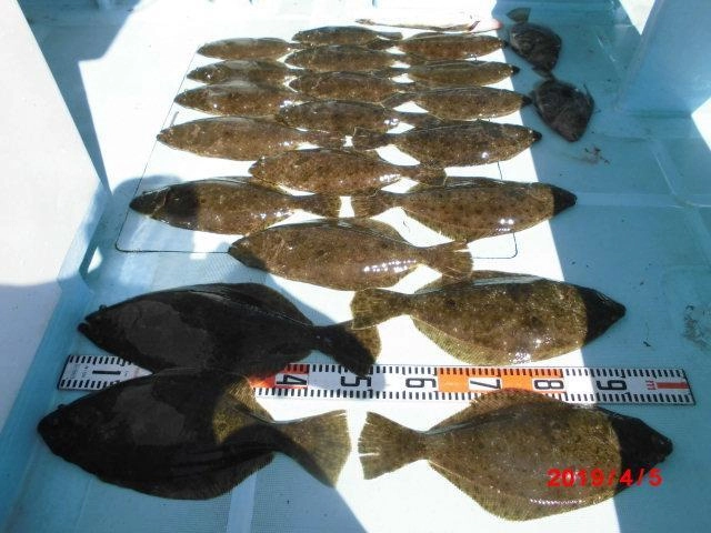 これからがまだまだ熱いッ 伊良湖沖の平成最後の『活き鰯ヒラメ釣り』ッ(((o(*ﾟ▽ﾟ*)o)))♡