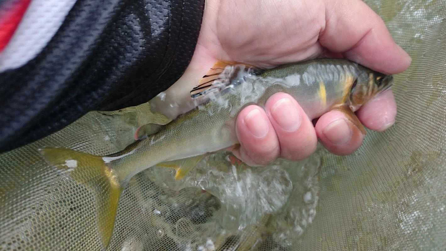 綺麗でスイカの香りがする鮎が元気でお相手してくれました！