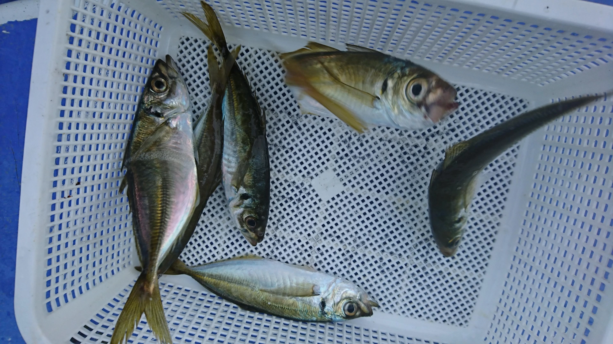 金色でまん丸に太ったアジが釣れました！