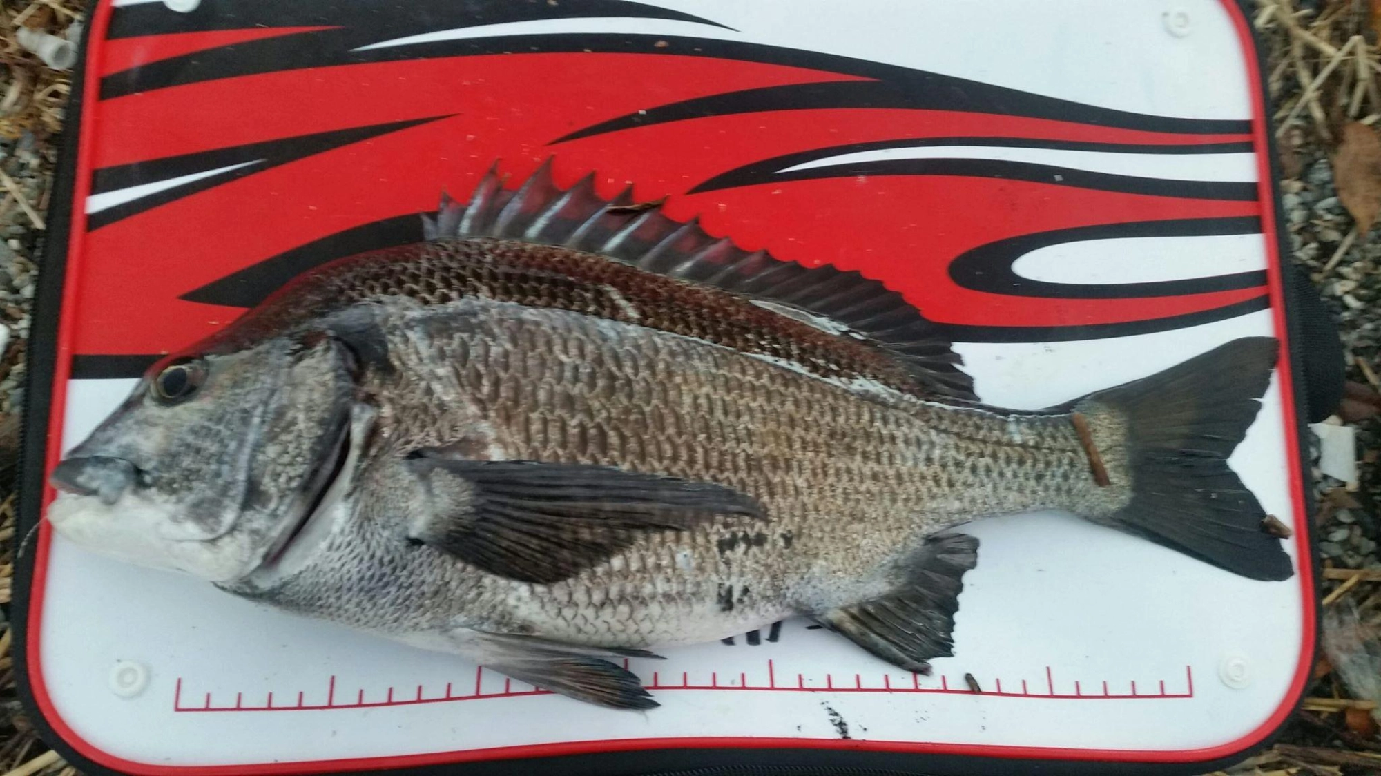 当日の最大魚。