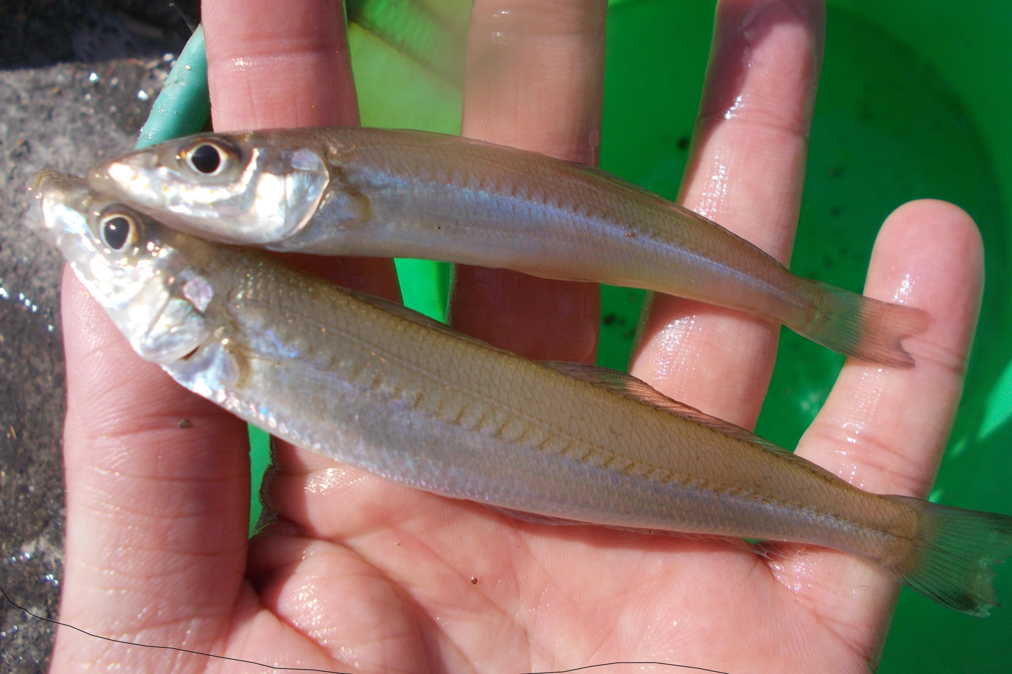 浜名湖でキス釣れだしました！※写真はイメージです。