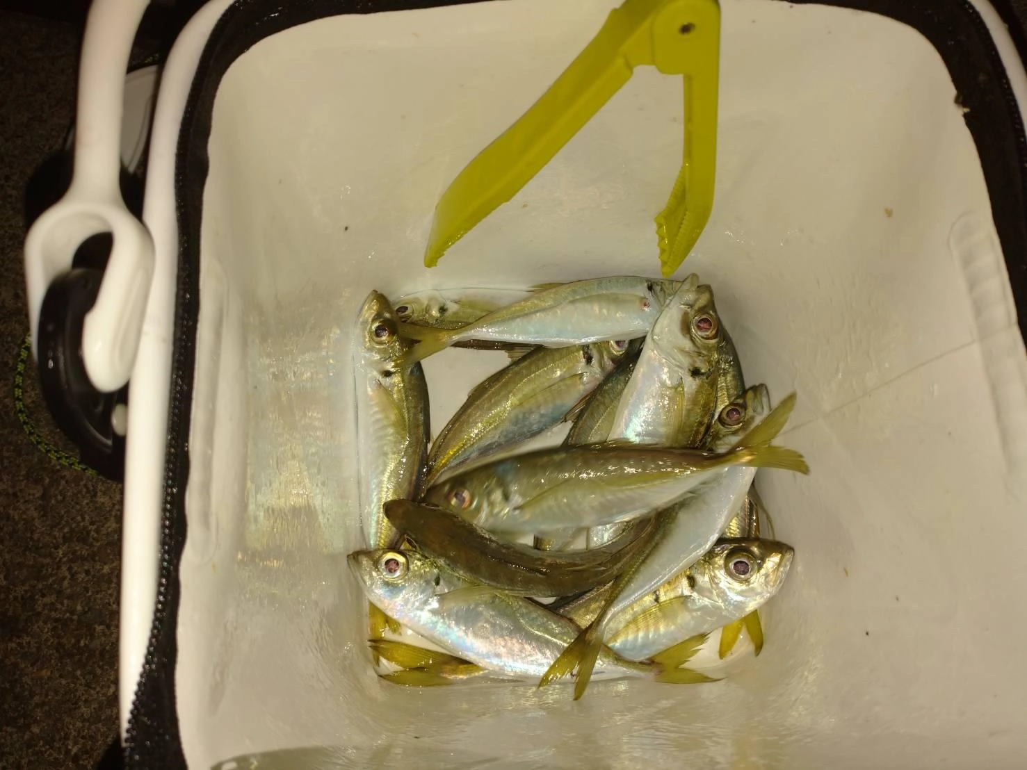 ルアーでアジの数釣りができました