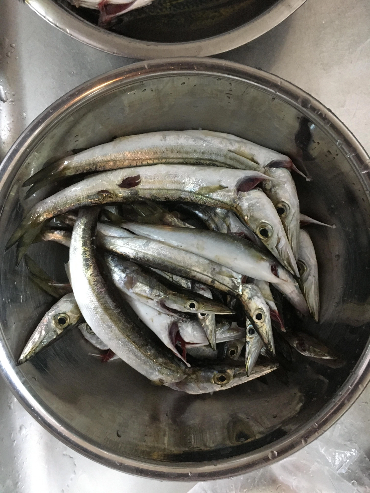 カマスまあまあ
育ってる