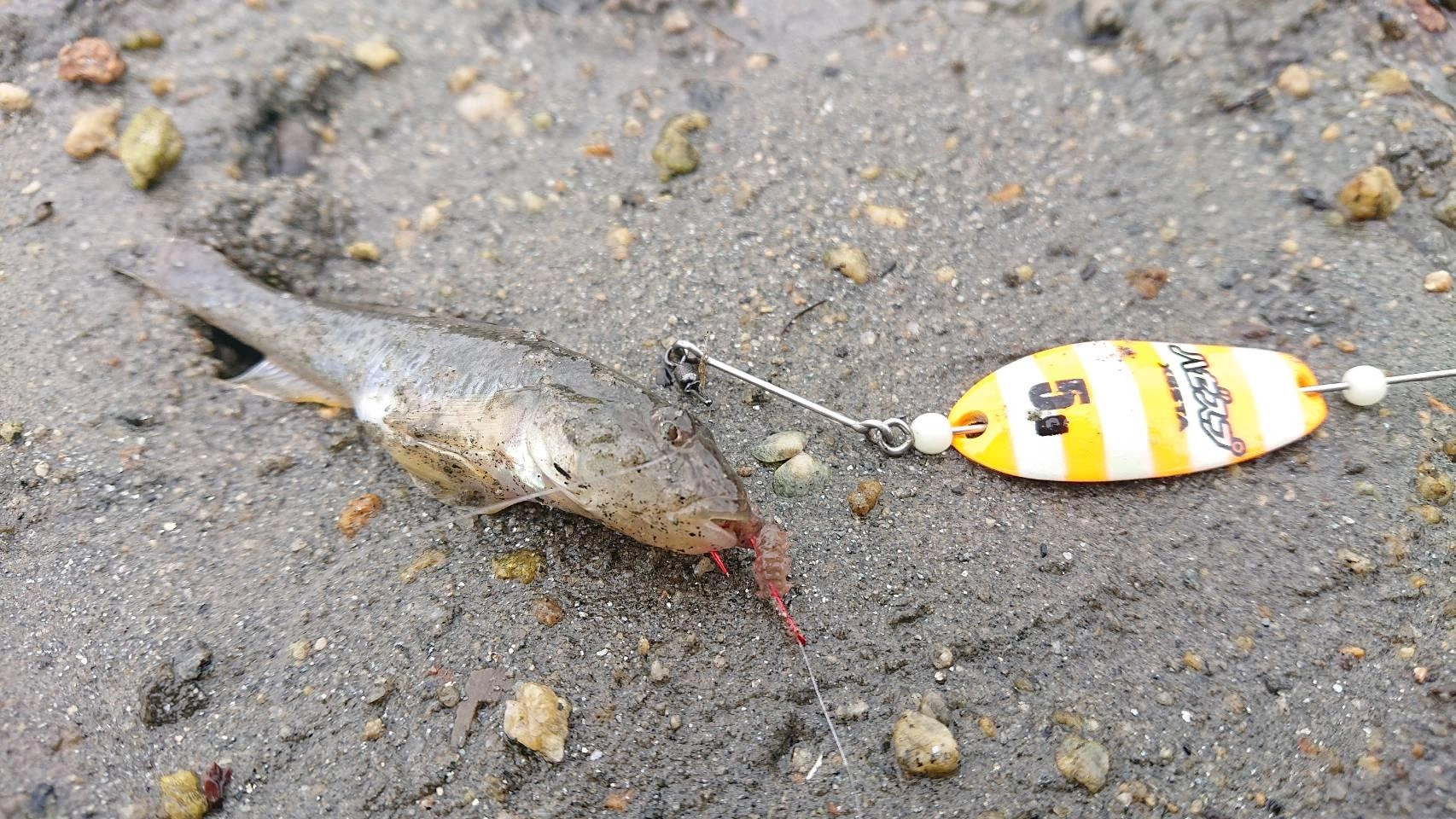 ホットな釣法「ハゼスプ」！ゆっくり巻いてるだけでめっちゃアタリます！