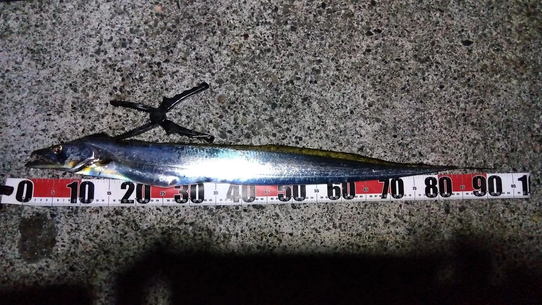 このところ太刀魚は全く釣れなかったので、最初イカだと思いじっくり対応しました。
巻き上げると太刀魚でカマスを丸呑みしてました。