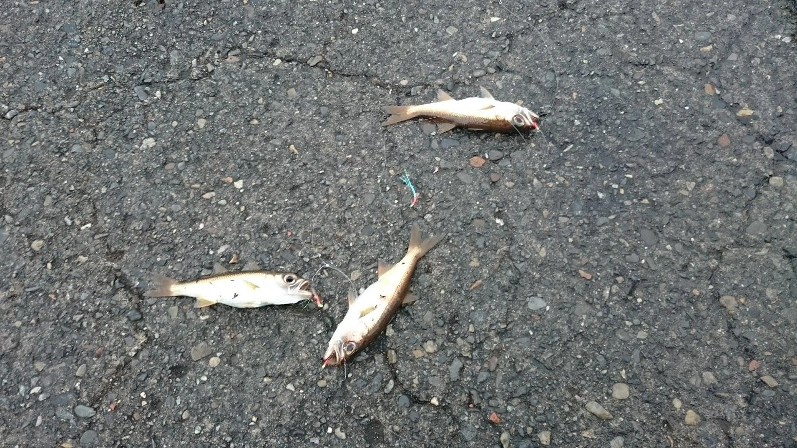 黒ムツはいくらでも釣れる感じで入食いでした。即リリースしましたが、後から考えるとテンヤの餌には鯵より黒ムツの方が良かったかも。