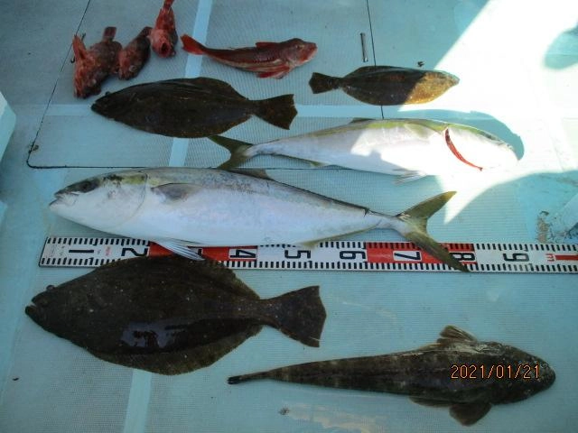片舷だけの釣果ッ(^-^)肉厚寒ビラメ、マル、ワラサ、マゴチ、ホウボウ、カサゴッ‼︎
