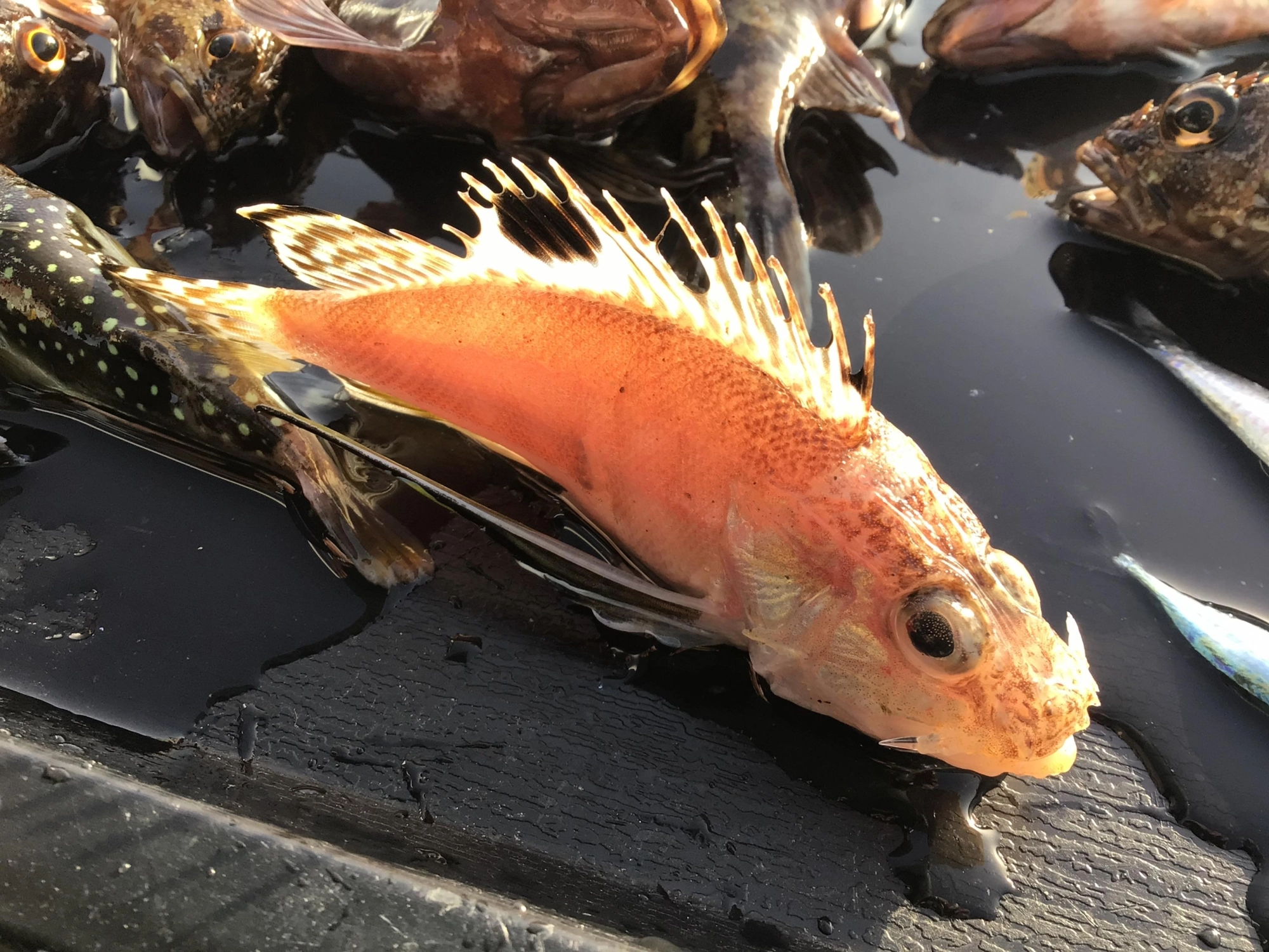 派手カサゴ❓ホウボウなのか❓不明。