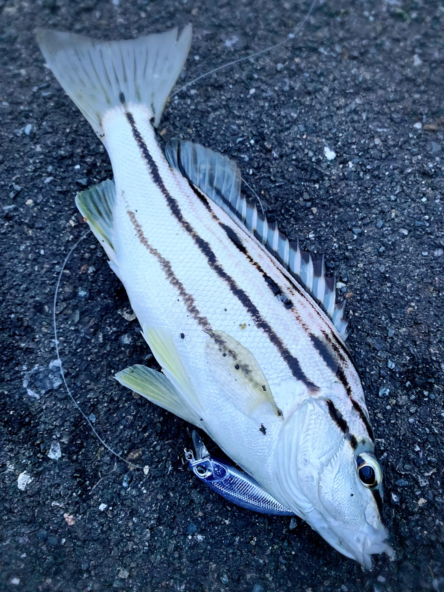 ミノーのトゥィッチで食いました。