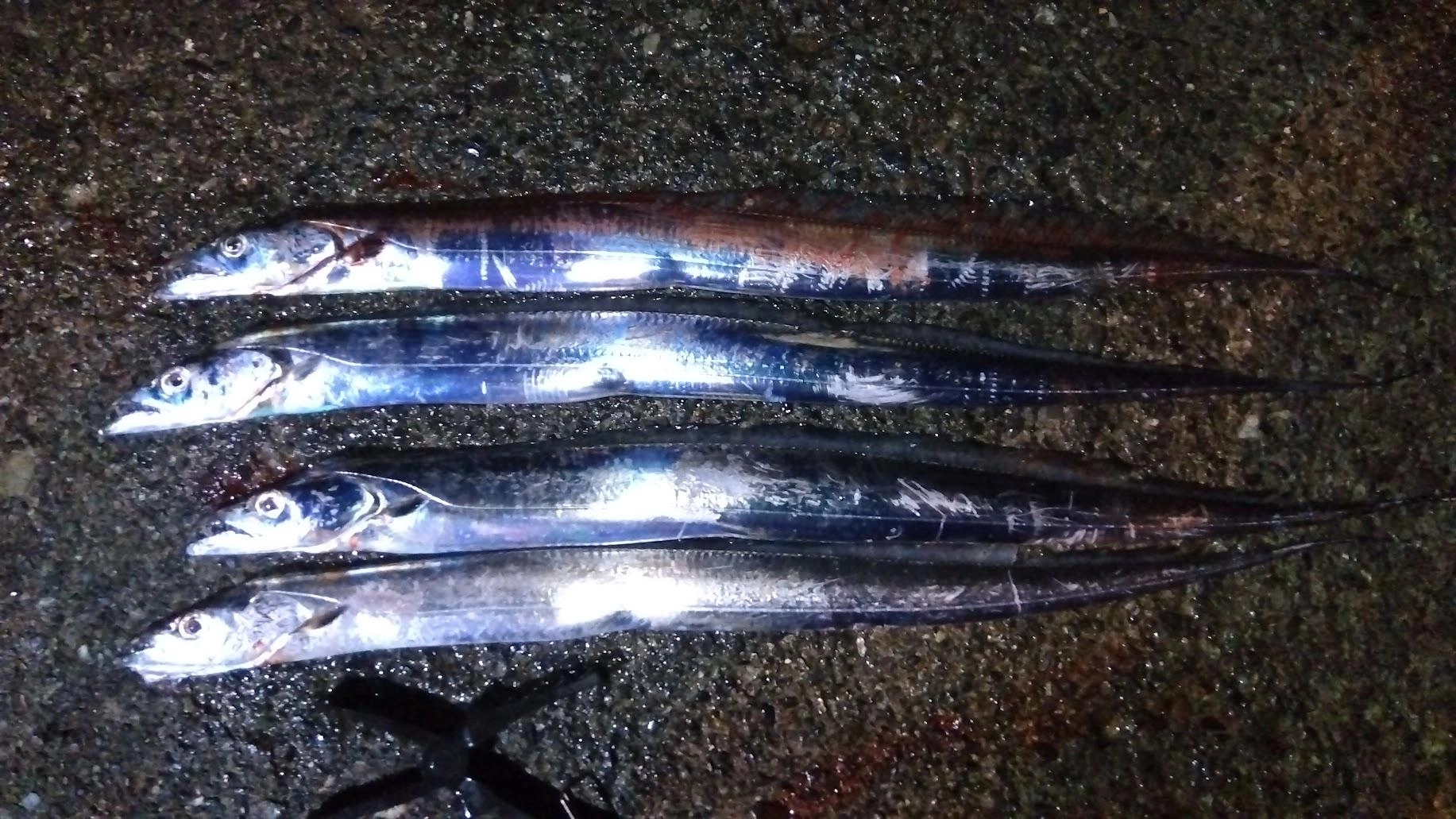 狙い通り18−19時台に上げ潮の満潮手前がバッチリハマりました
餌の鰯は10匹持参でそれぞれ5匹づつ
私は２匹フッキングしてゲットしましたが、あとの３匹は齧られ追い食いなしでした
釣友も同じく２ゲット
あと太刀魚のお腹はサッパでいっぱいでした
