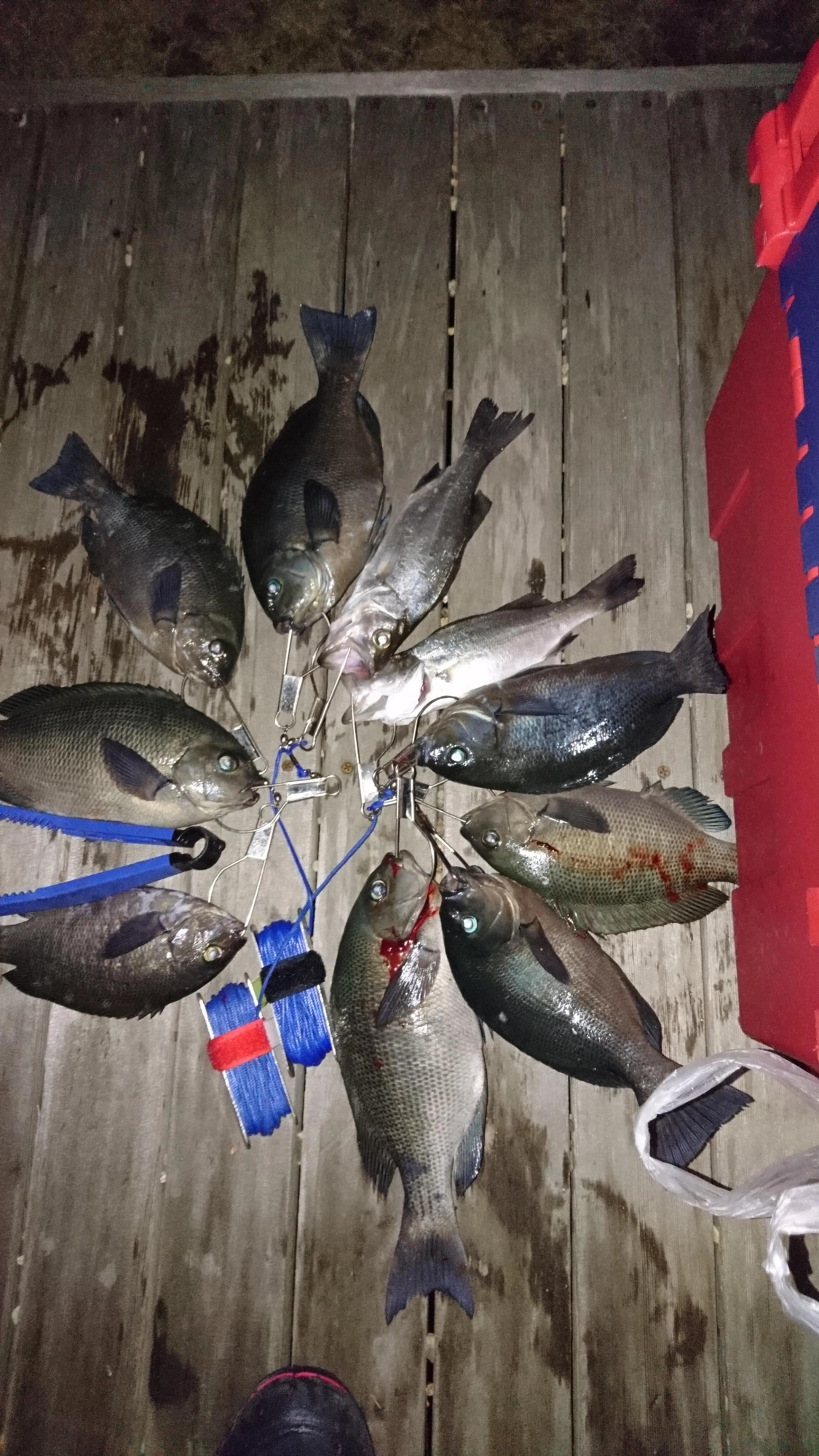 小さい魚はリリース