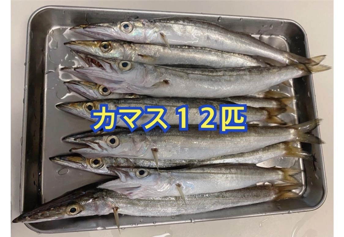 カマスは一瞬でいなくなってまた戻ってくるとの事、近日では6連掛けの入れ食い状態も!!