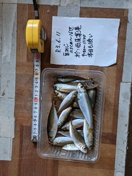 小サバは、10月・11月にまた釣れて来いよ、と放流。