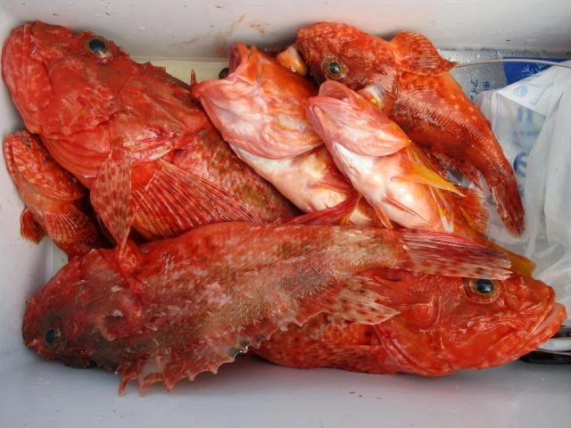 今日は皆様、鬼カサゴ ウッカリカサゴを釣る事が出来たみたいですッ(^-^)