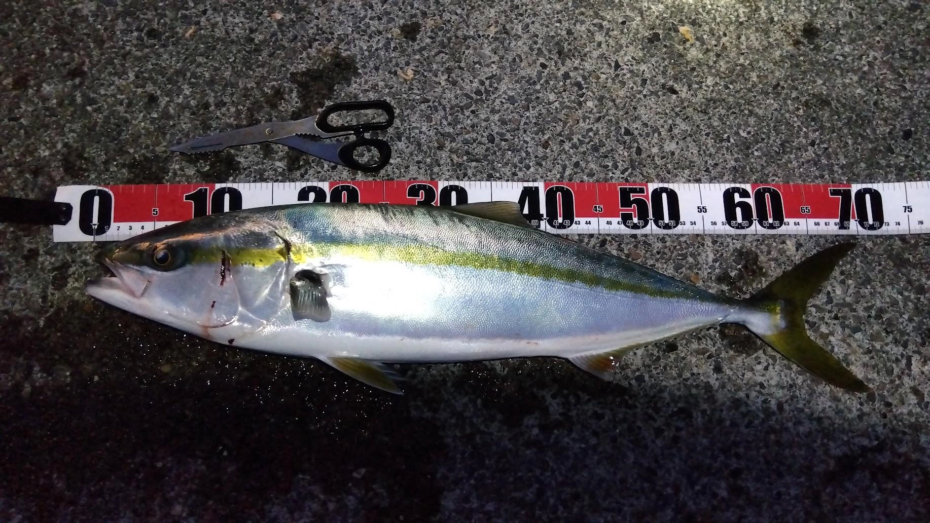 日没前に内湾側でトウゴロウイワシのナブラがあり、湾の出口に棚を浅くしてカマスを投入。
最初はイカかと思いアワセると爆走。てっきり大きなショゴかと思いましたが、浮上してワラサとわかりました。