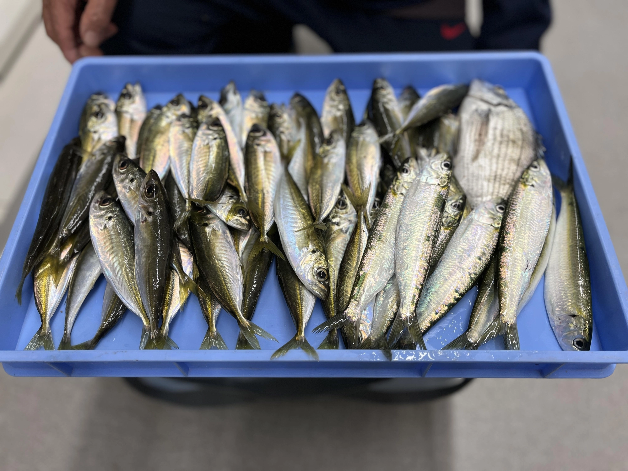 　最初は魚っ気がありませんでしたが30分程コマセを撒き続けると当たりが出始めました。