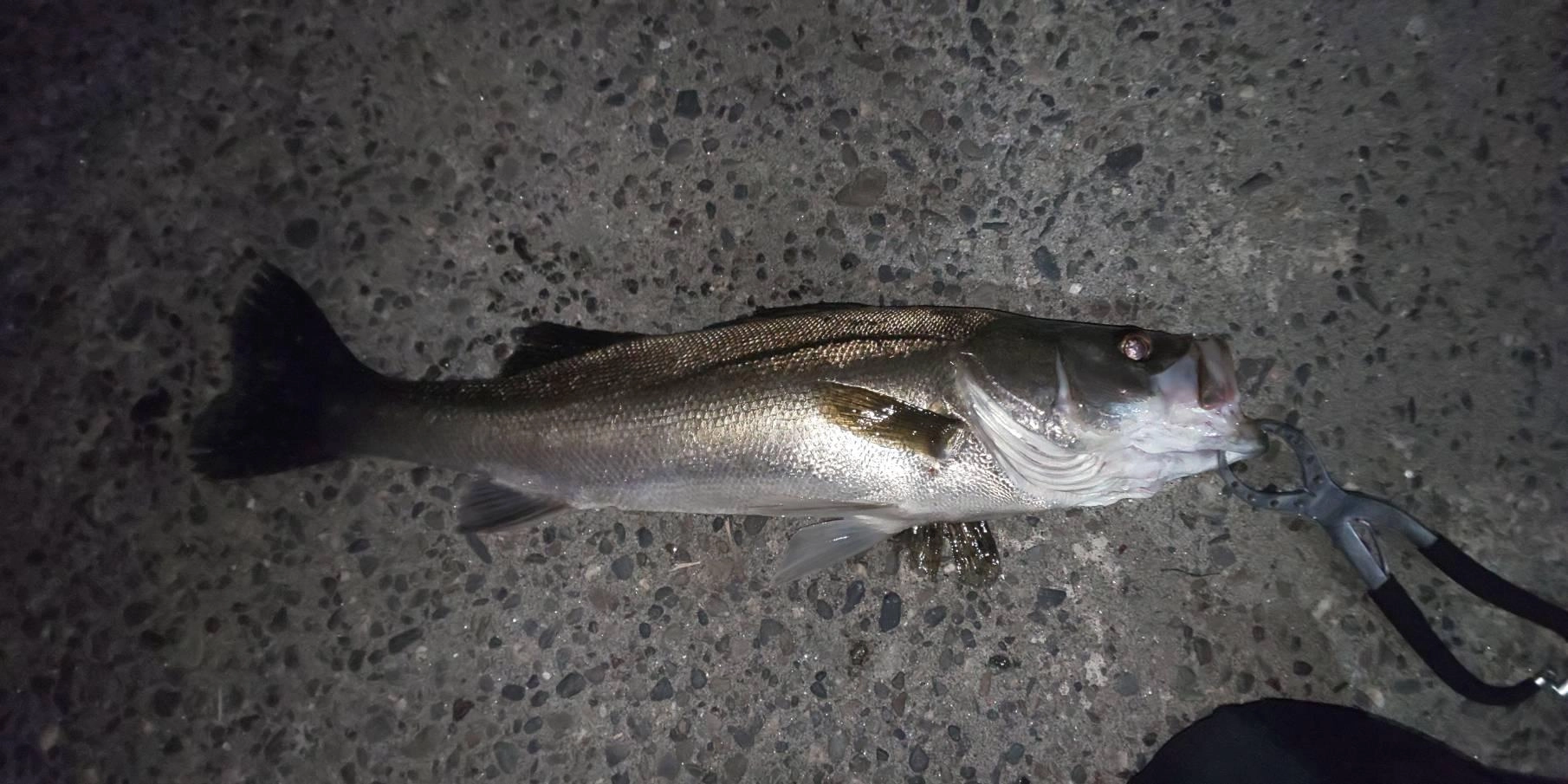 表浜名湖シーバス回遊中