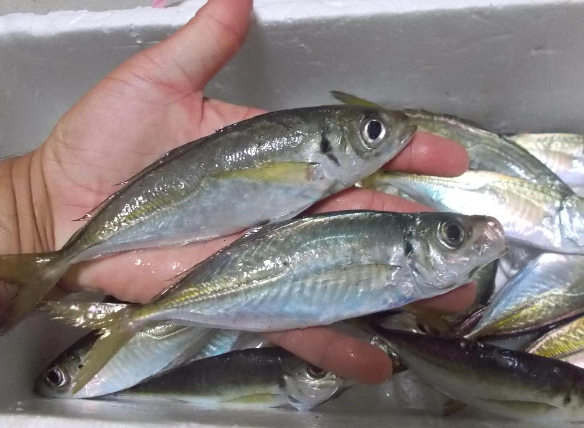 このサイズでも脂がのっています。お刺身、フライ何でも美味しく食べることが出来ますよ。