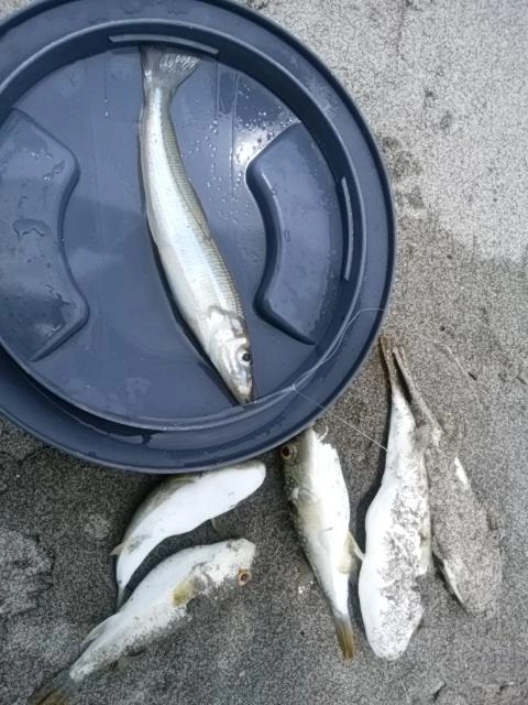 初物