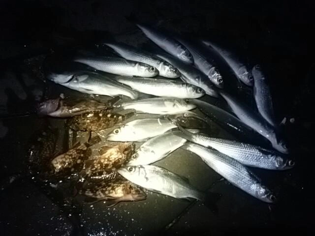 恵みに感謝じゃ
