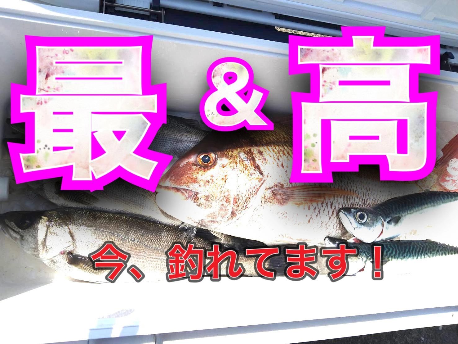 イシグロ半田店】タイラバ、大爆釣継続中~!!【敦賀湾・シー イシグロ半田店】タイラバ、大爆釣継続中~!!【敦賀湾・シー