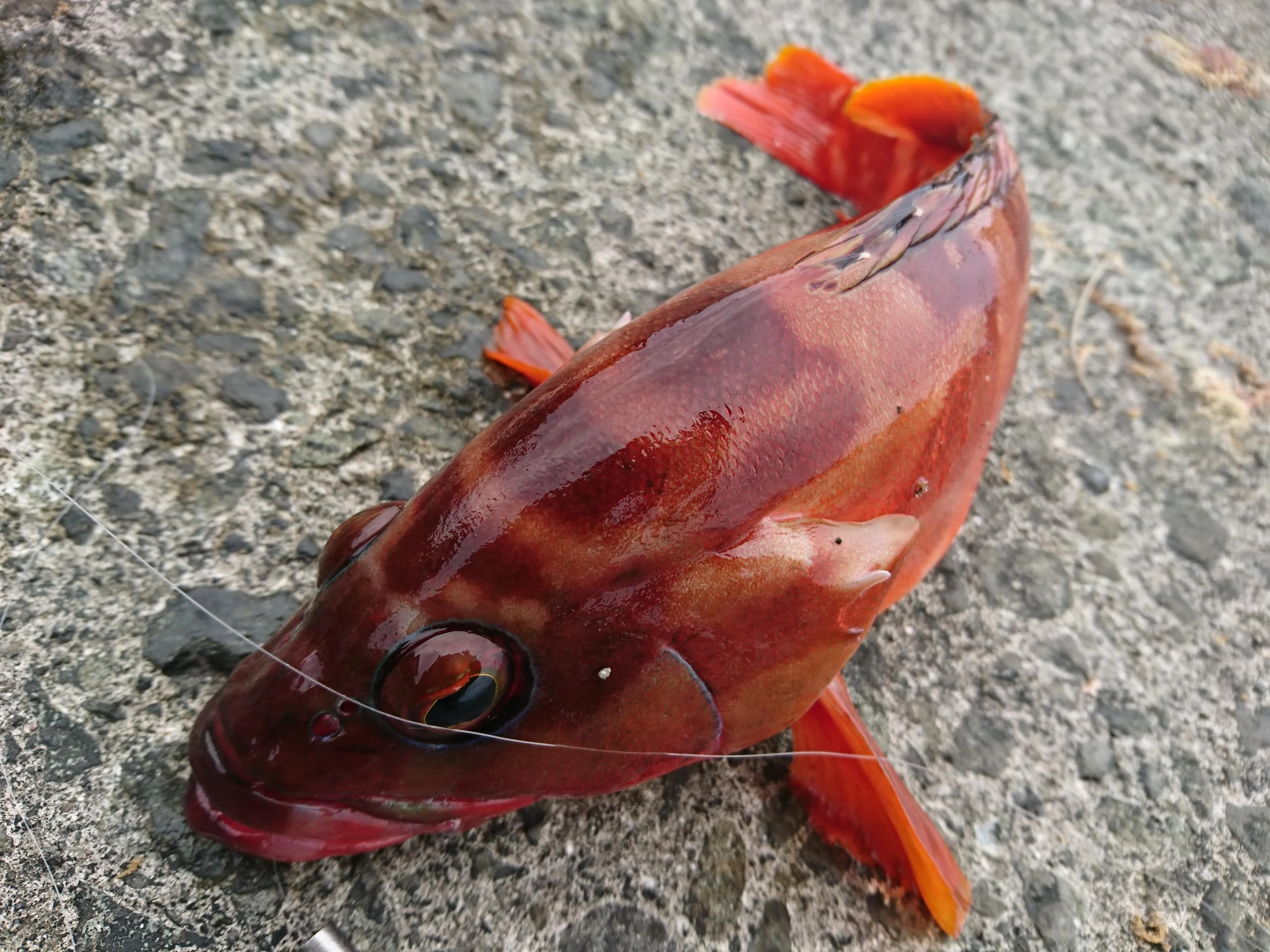 良型のアカハタが釣れました！