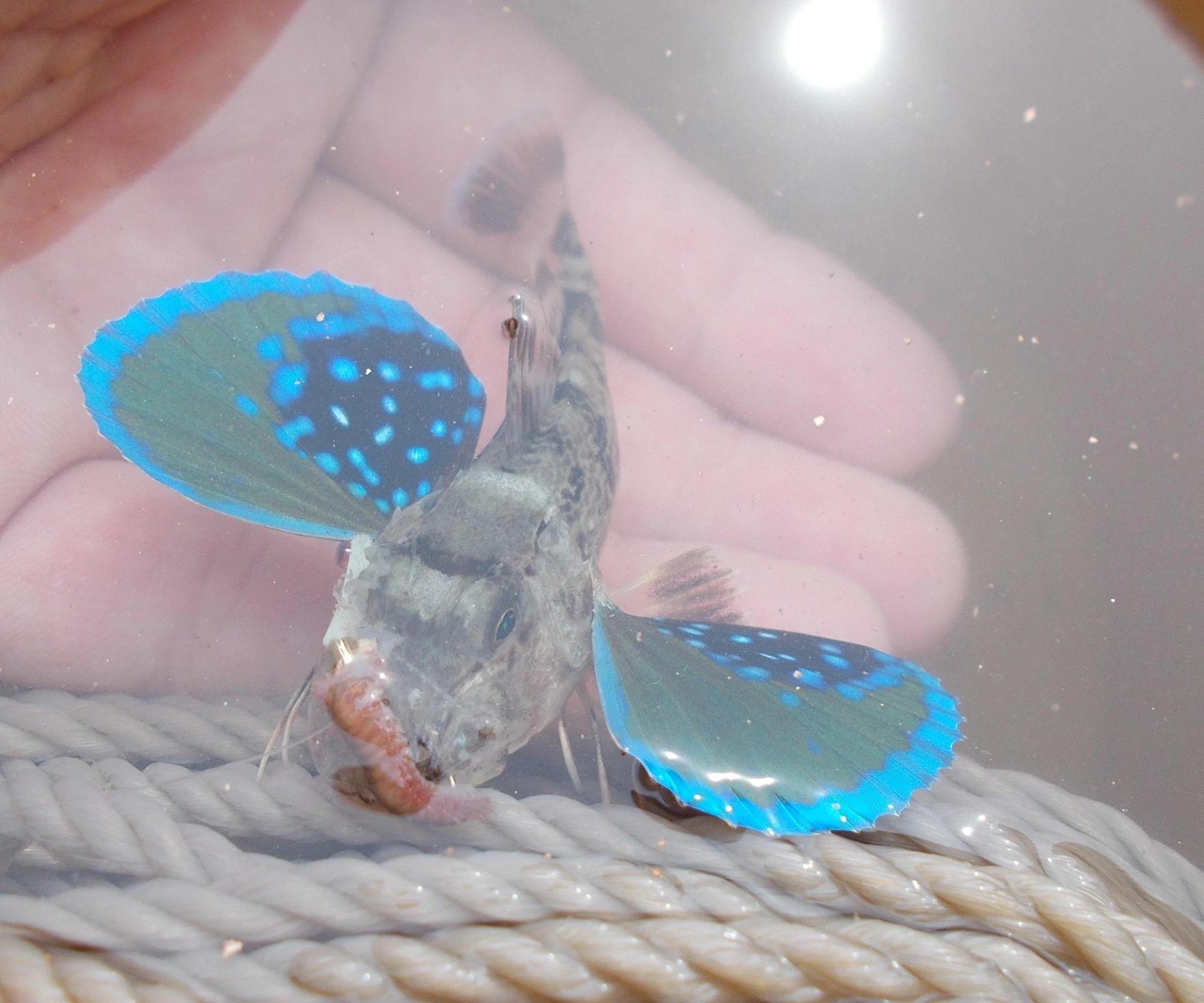 ちょい投げもしましたがキス１匹、こんなかわいいホウボウが！思わず水槽で飼いたくなってしまいます♪