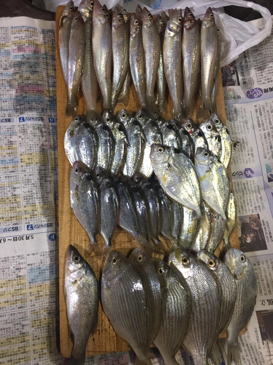 西浜も色々な魚がいて楽しいです。他に、メゴチとフグ、ハゼにウミタナゴが釣れました。
