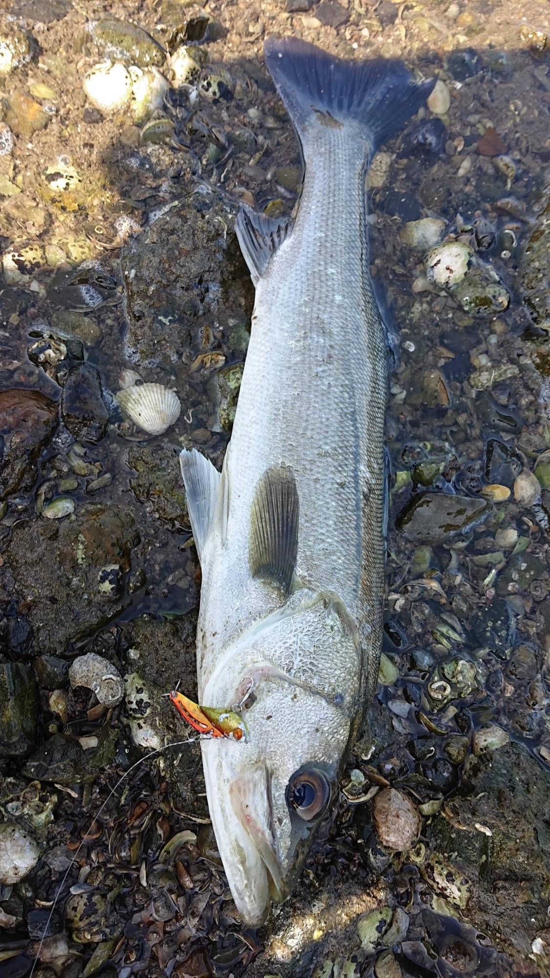 昼間でも釣れます！