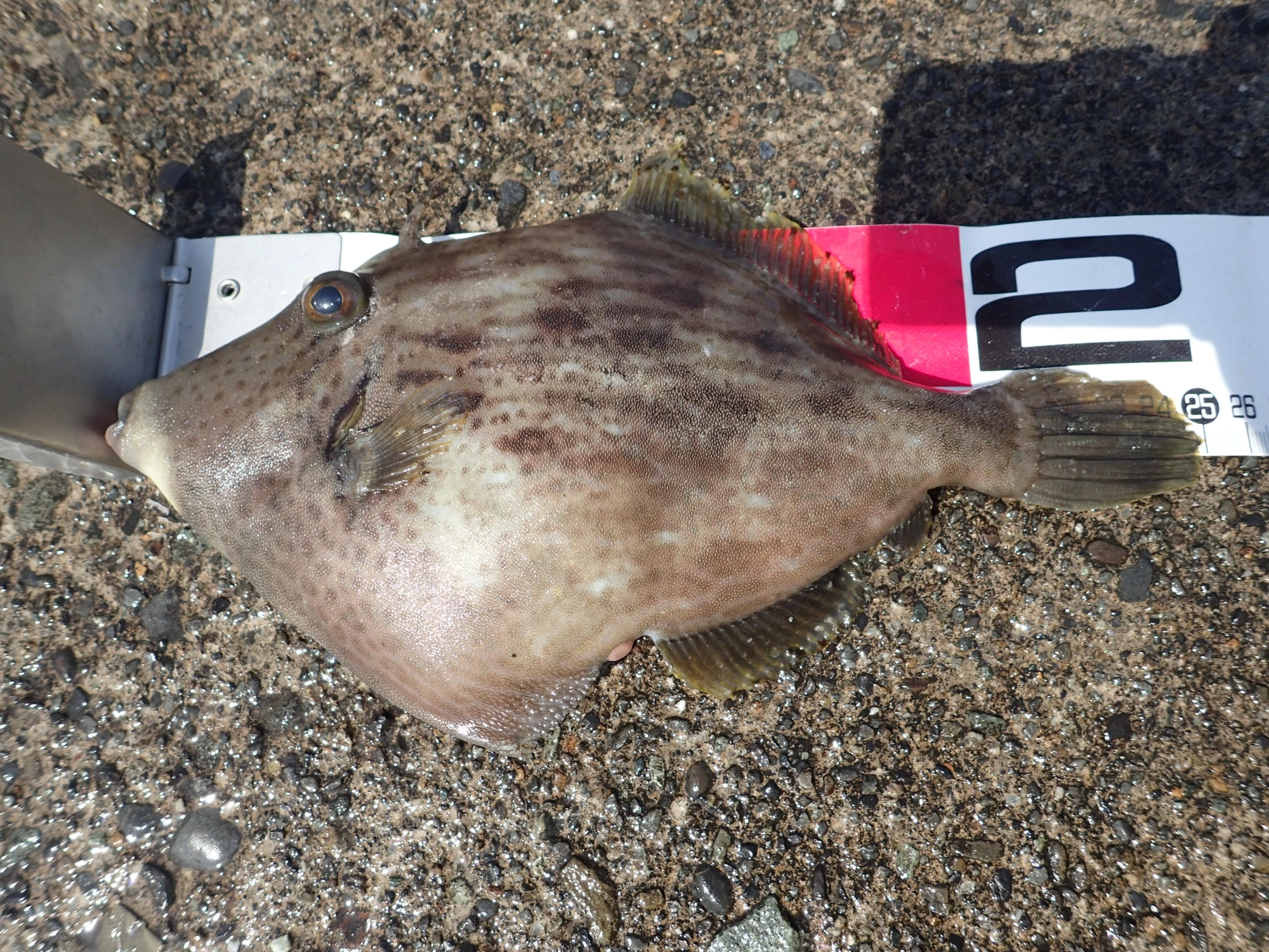 うれしいゲスト　カワハギ　２５cm