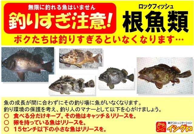 小さなお魚はリリースお願いします。今回は撮影後全てリリースいたしました＾＾