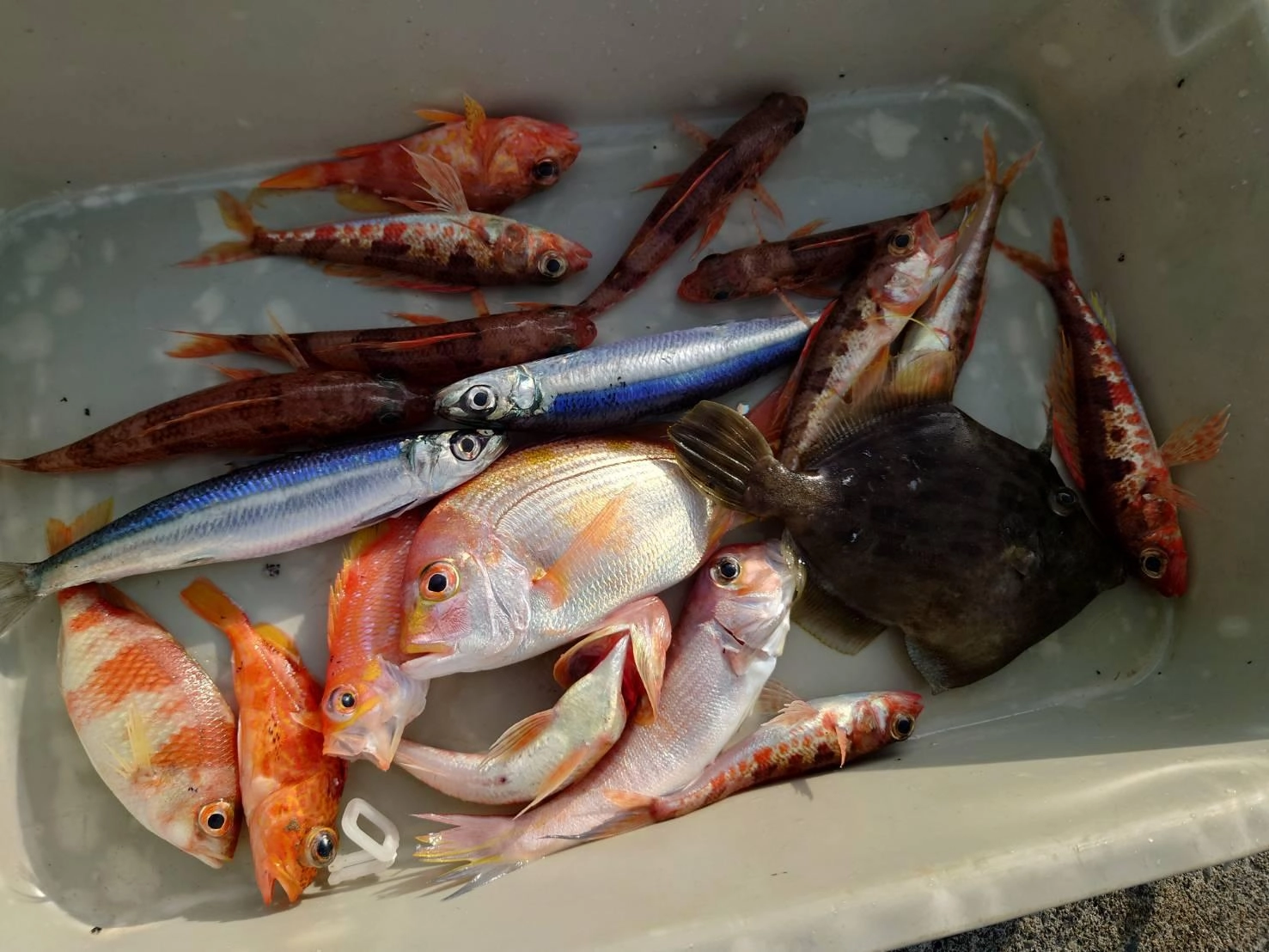 ボートからの五目釣りで様々な魚が釣れました！仕掛けは五目仕掛け。ハリス4号2ｍ２本針を使用しました。