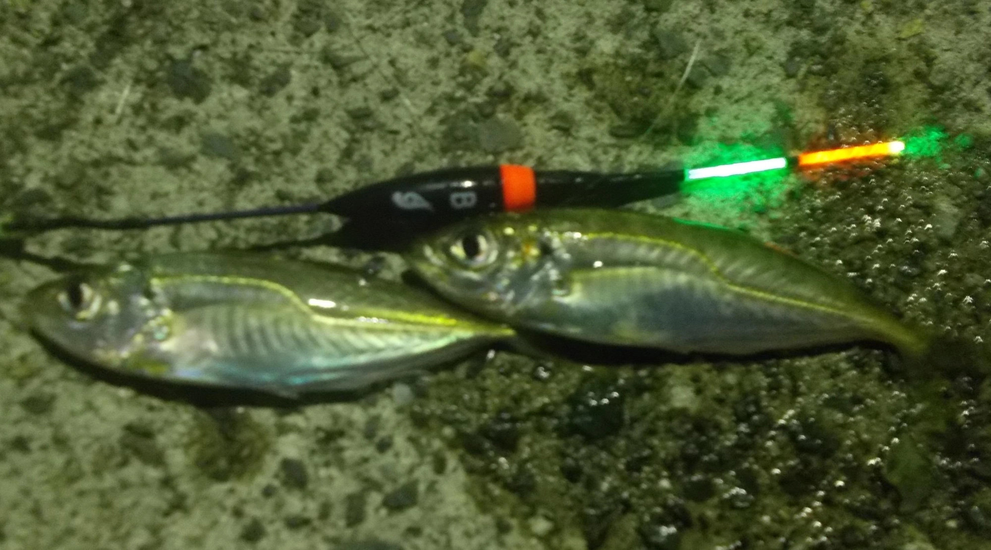 使用したウキは『速感アタリウキ』魚が寄ってきたのも分かる感度、ウキが沈んだら軽く合わせて下さい。