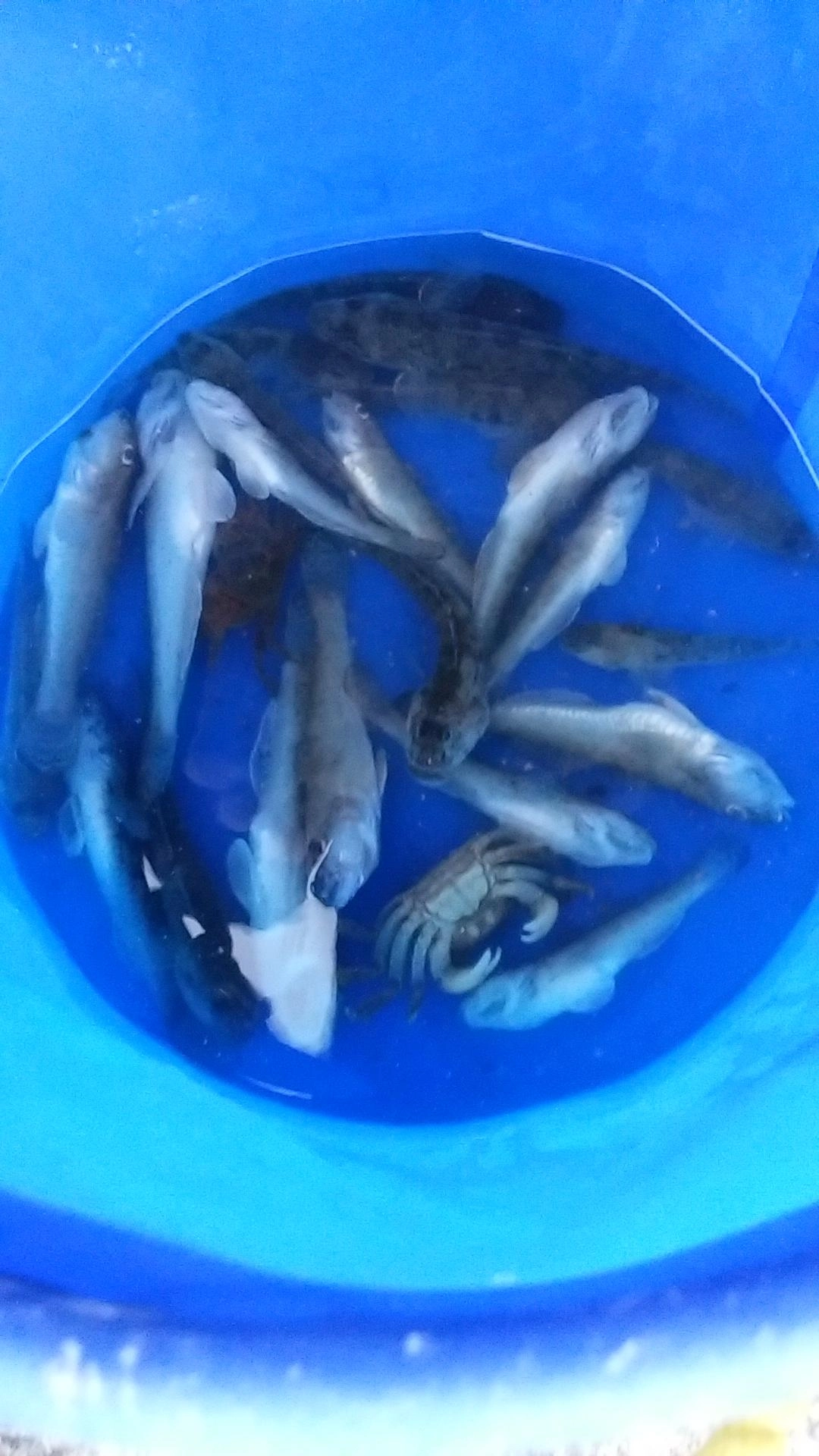 十分な釣果ぜよ！
