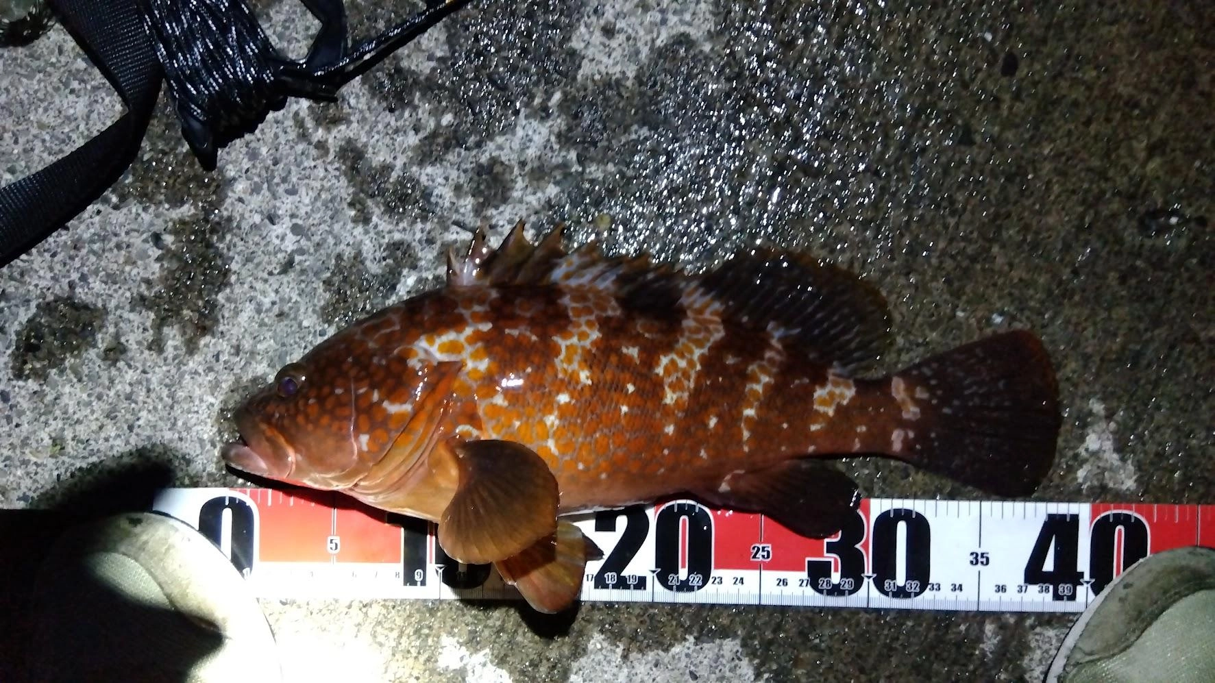 いつも釣れるカタボシイワシが時合を外してしまい確保失敗
辛うじてマイクロサイズの鯖が１匹釣れて泳がすも反応なし
完全に暗くなり最後回収しようとするとゴツゴツとアタリ！
岸からではまあまあサイズのキジハタでした