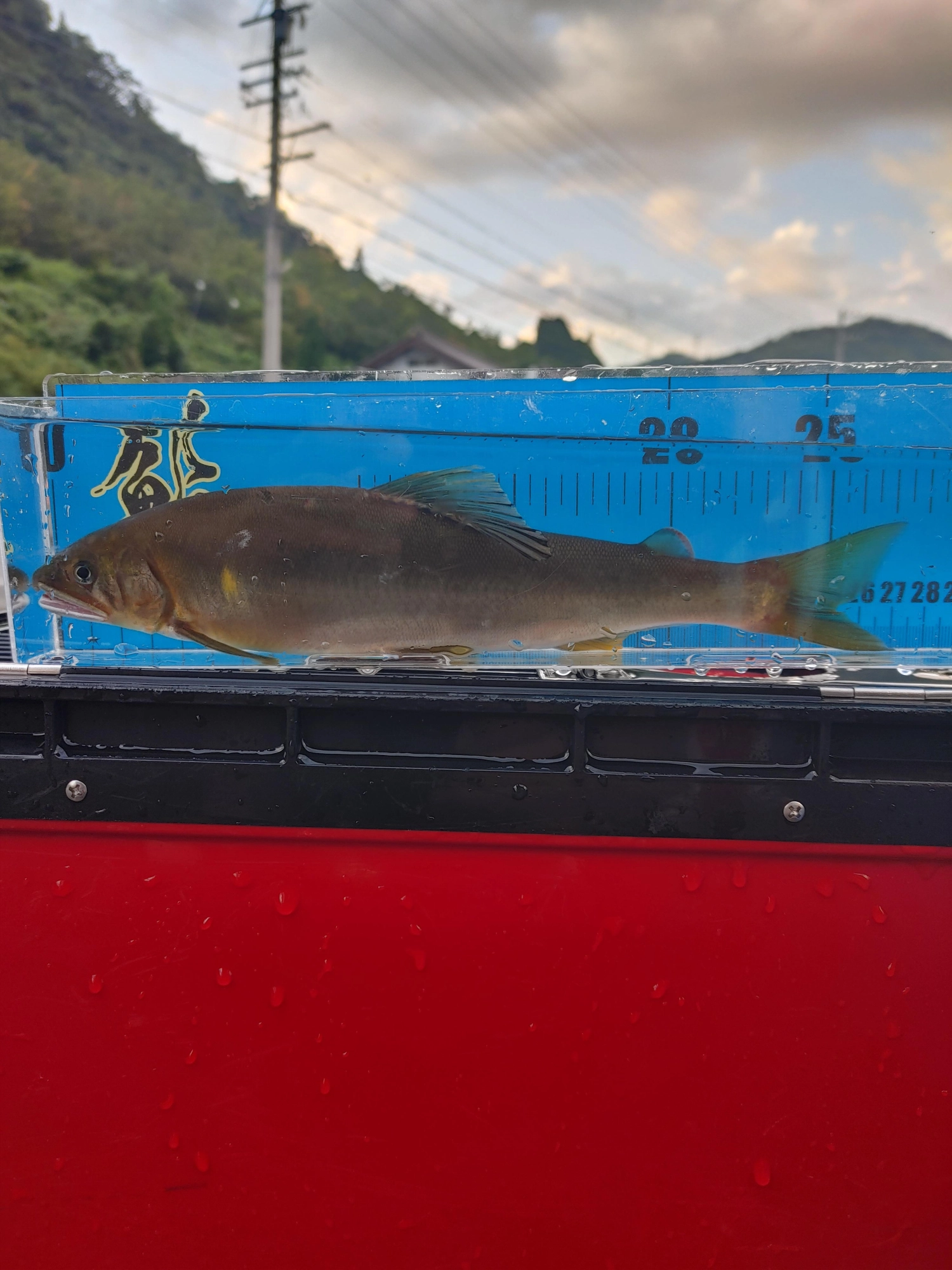 瀬尻の深場で泳がせ釣り！