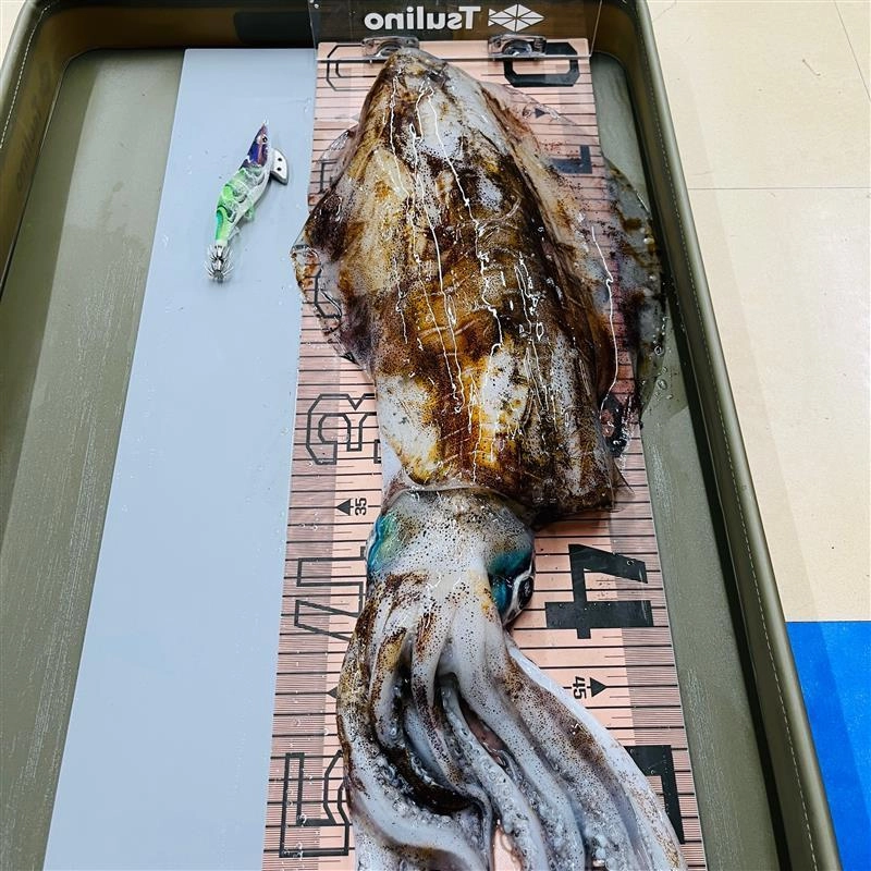 胴長３５ｃｍありました。