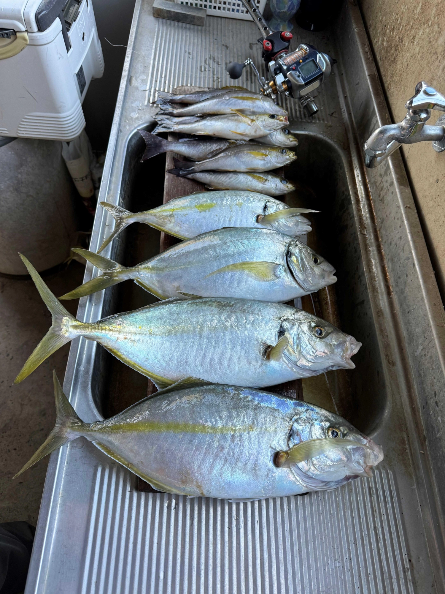 この時期にしては立派なシアマジ。引きも強く口が弱くて針が外れやすい魚なので、やり取りがスリリングです。