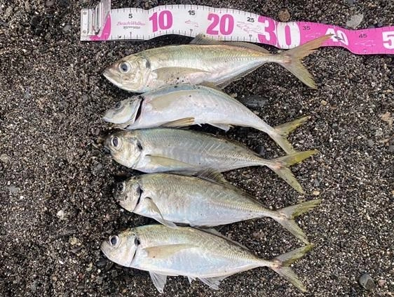 サーフで釣れるアジはデカいです！