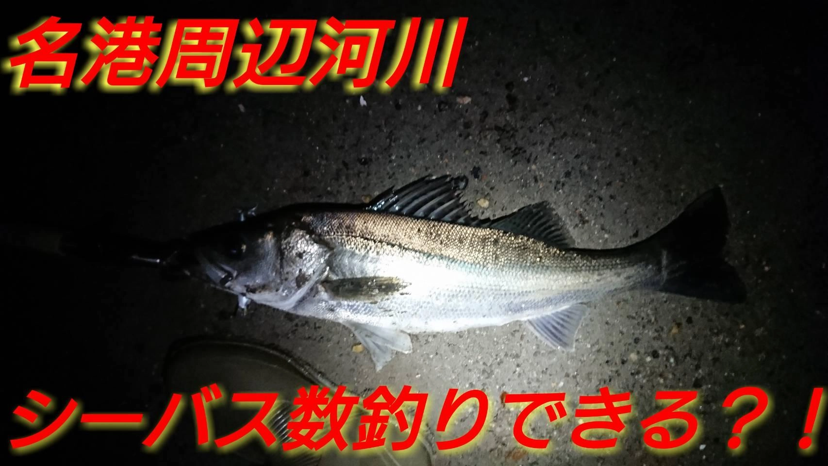 数量は多 名港河川でナイトシーバスが激アツ！！ボイル祭り！！ 釣具の | ロッド
