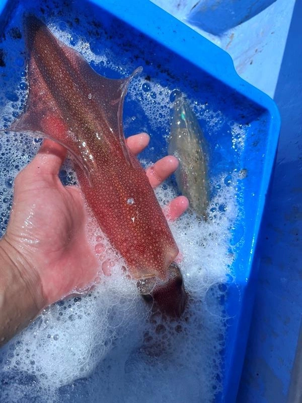 最大で35cmの大型イカ！強烈な引きです！