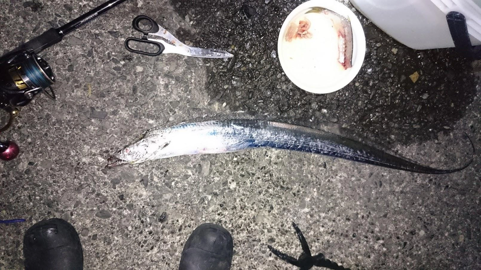 例年だと夕マズメにウルメイワシがたっぷり釣れて、太刀魚の魚影が濃いのだけど、今年はまだまだみたいです。