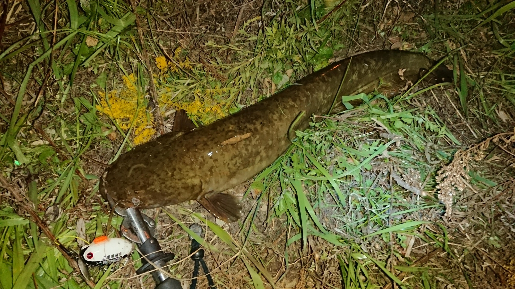 ルアーはザクトクラフト
ザグナです。
