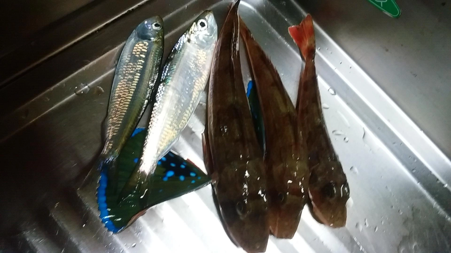 サッパとホウボウは初ゲット！