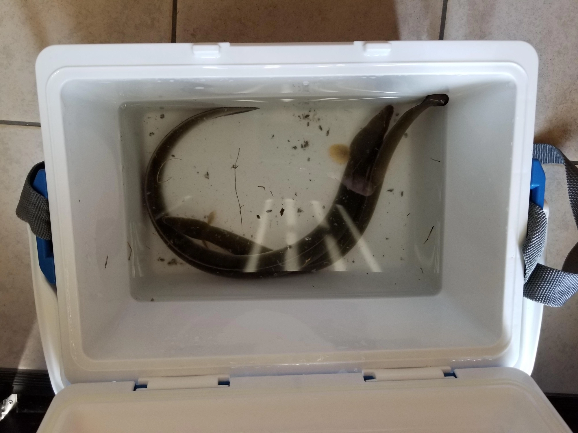 小ミミズでウナギ2匹